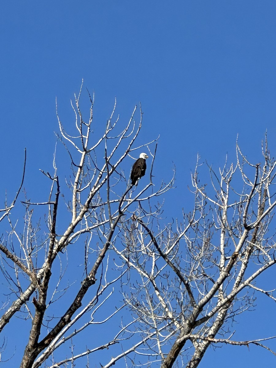 ハクトウワシ - ML644495420