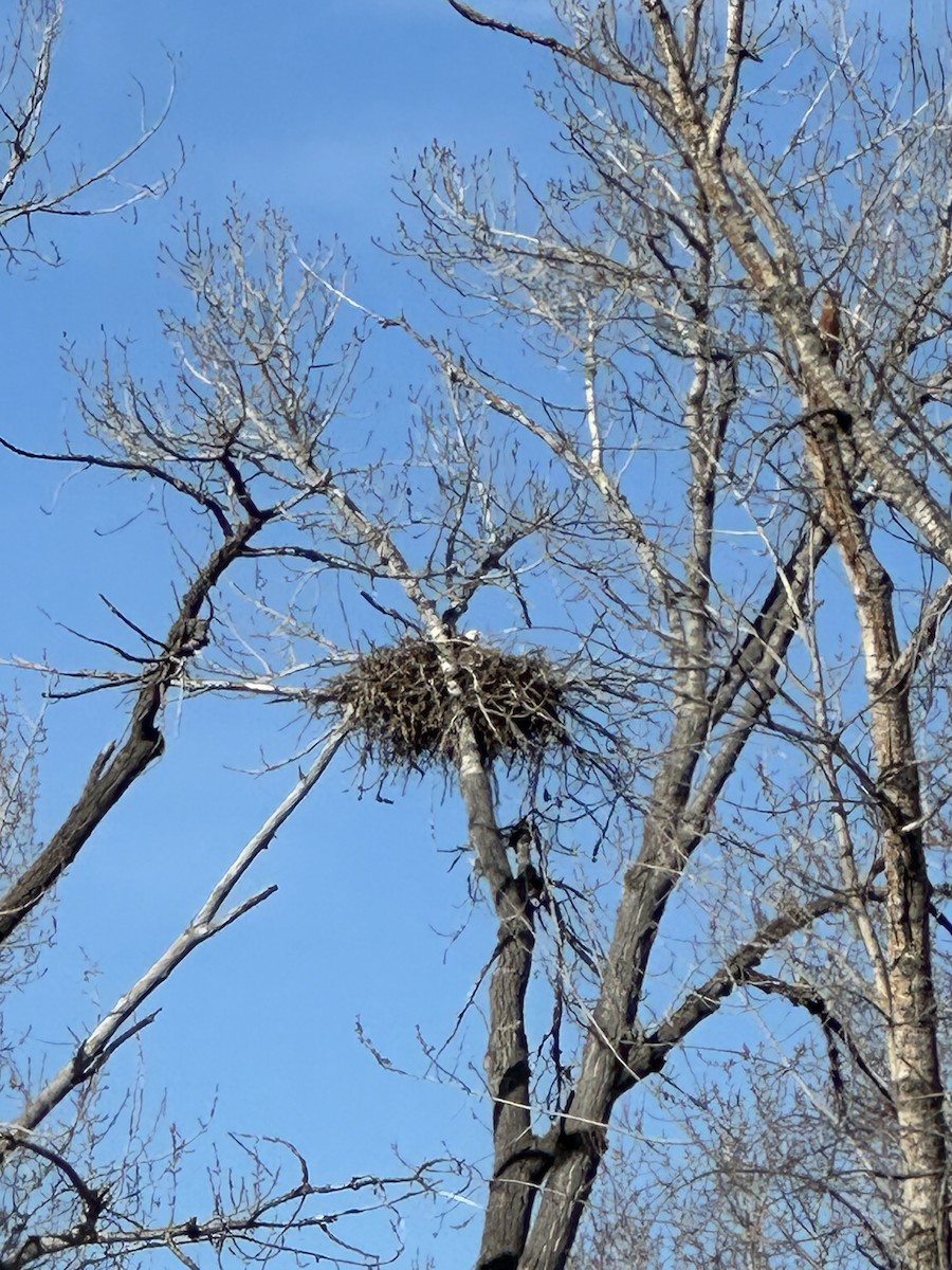 ハクトウワシ - ML644495421