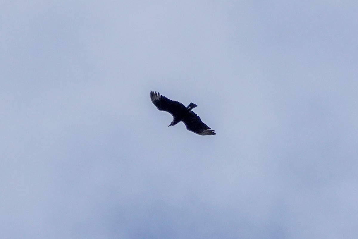 Rabengeier - ML644495427