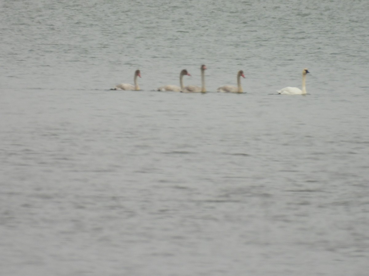 Beltxarga txistularia - ML644495435