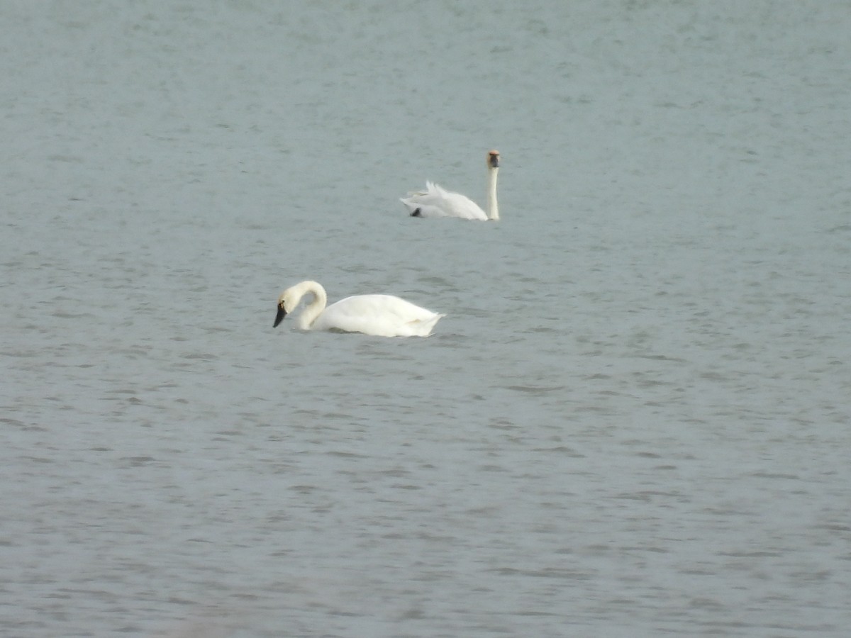 Beltxarga txistularia - ML644495436