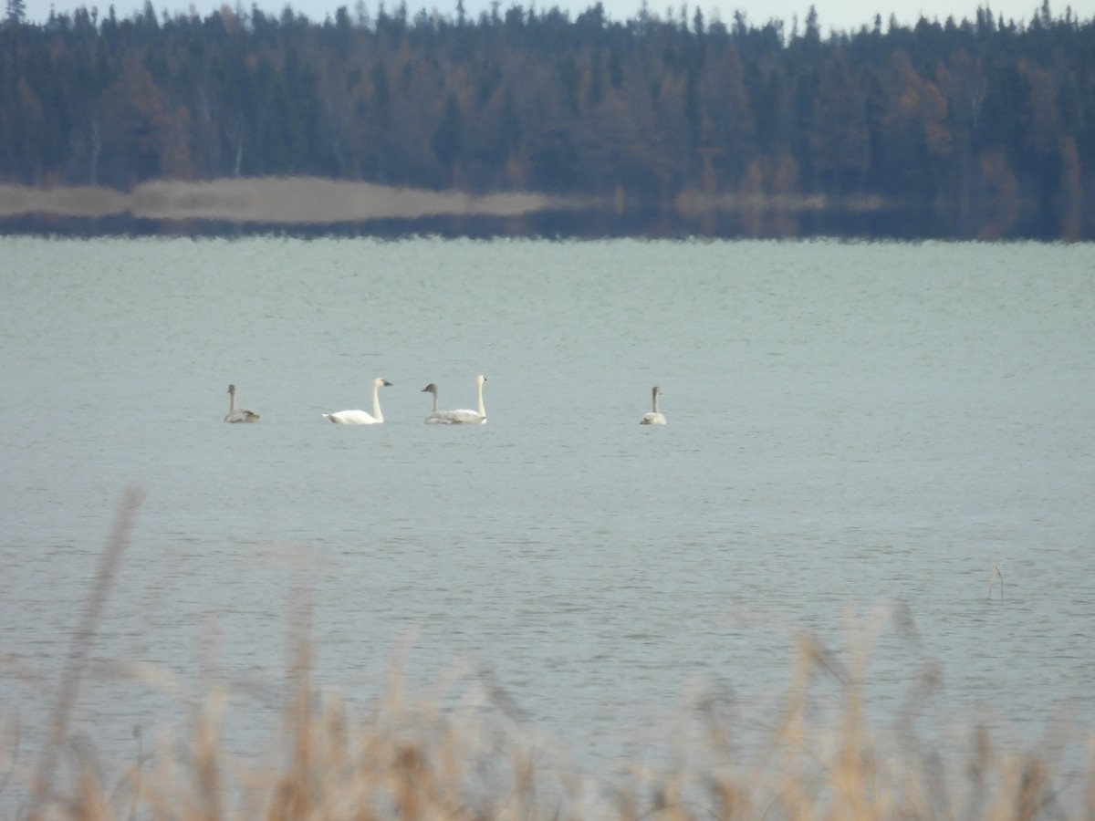 Beltxarga txistularia - ML644495437