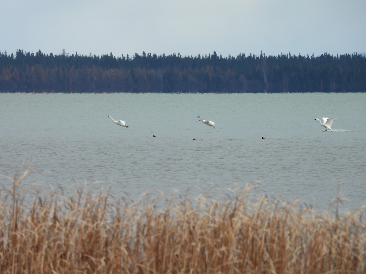 Beltxarga txistularia - ML644495438