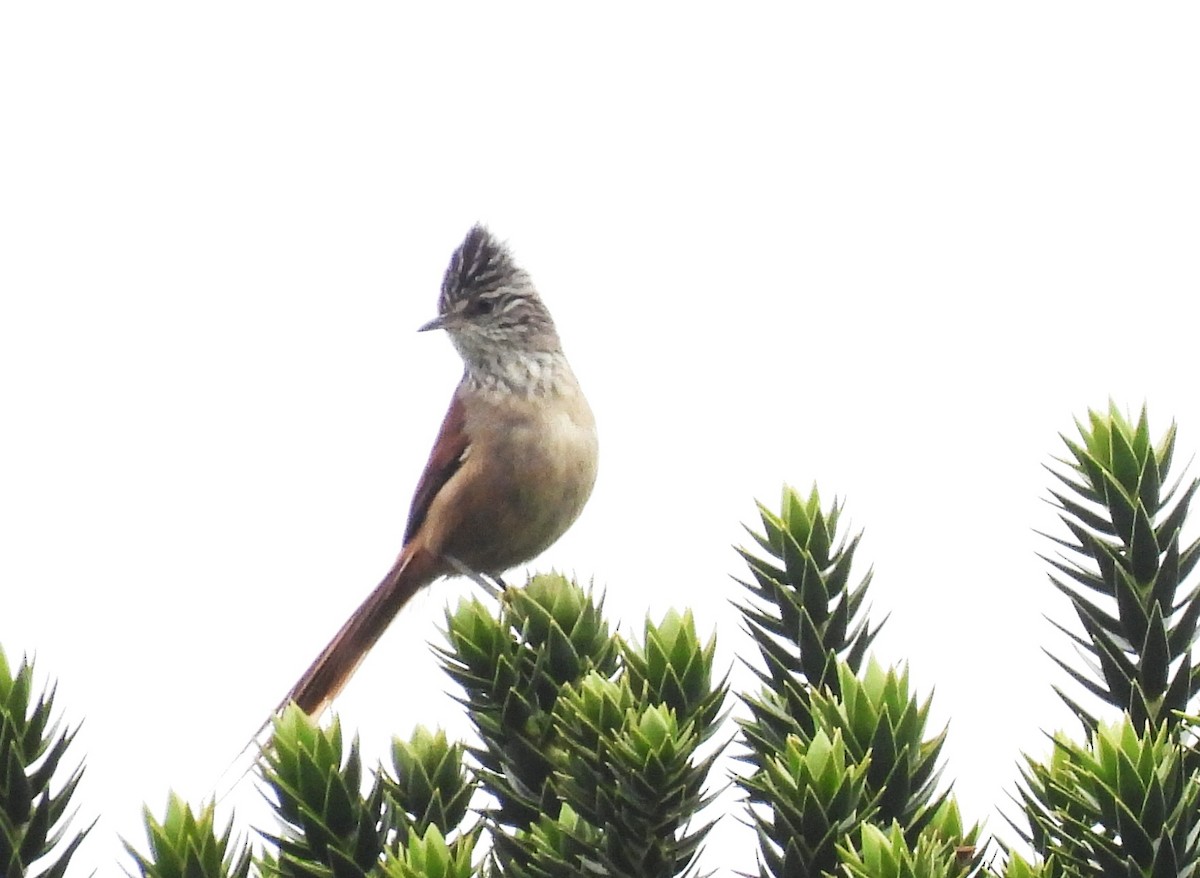 Araukarya Makaskuyruğu - ML644495439