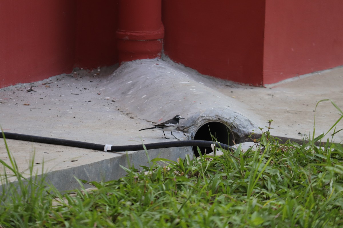 白鶺鴒 - ML644495441