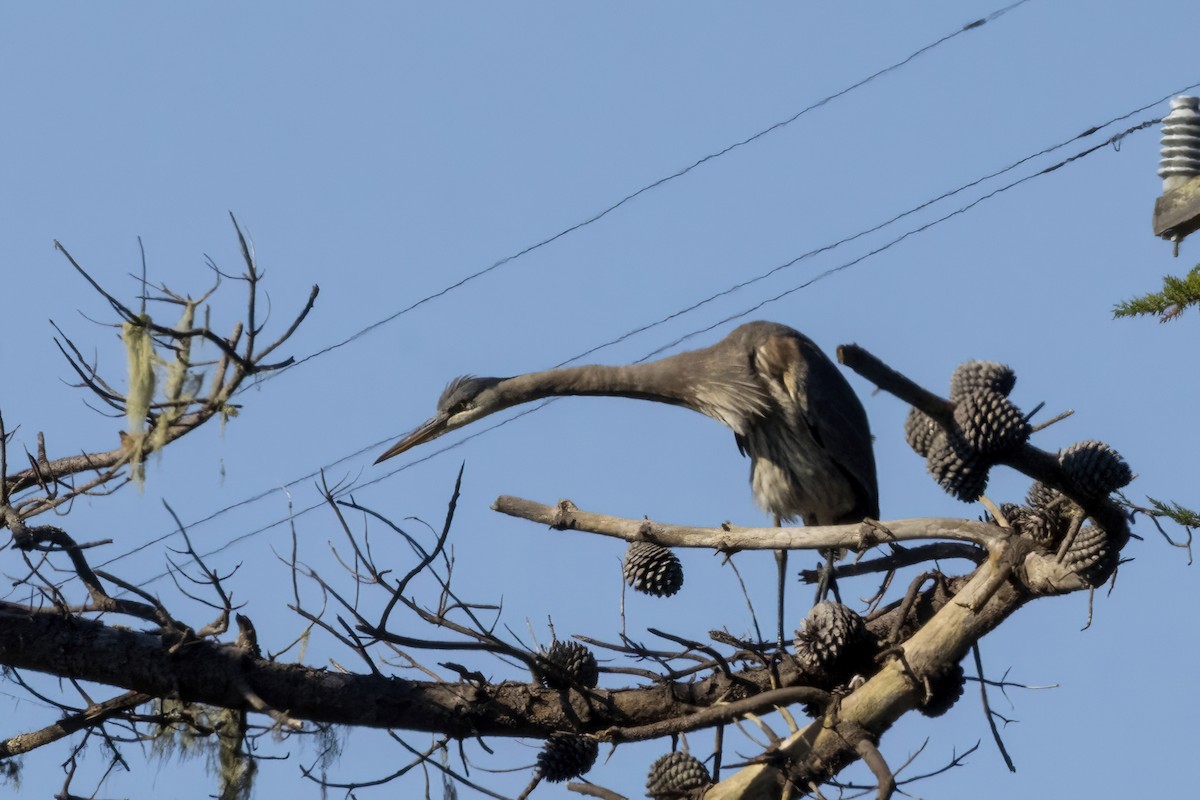 Great Blue Heron - ML644495442