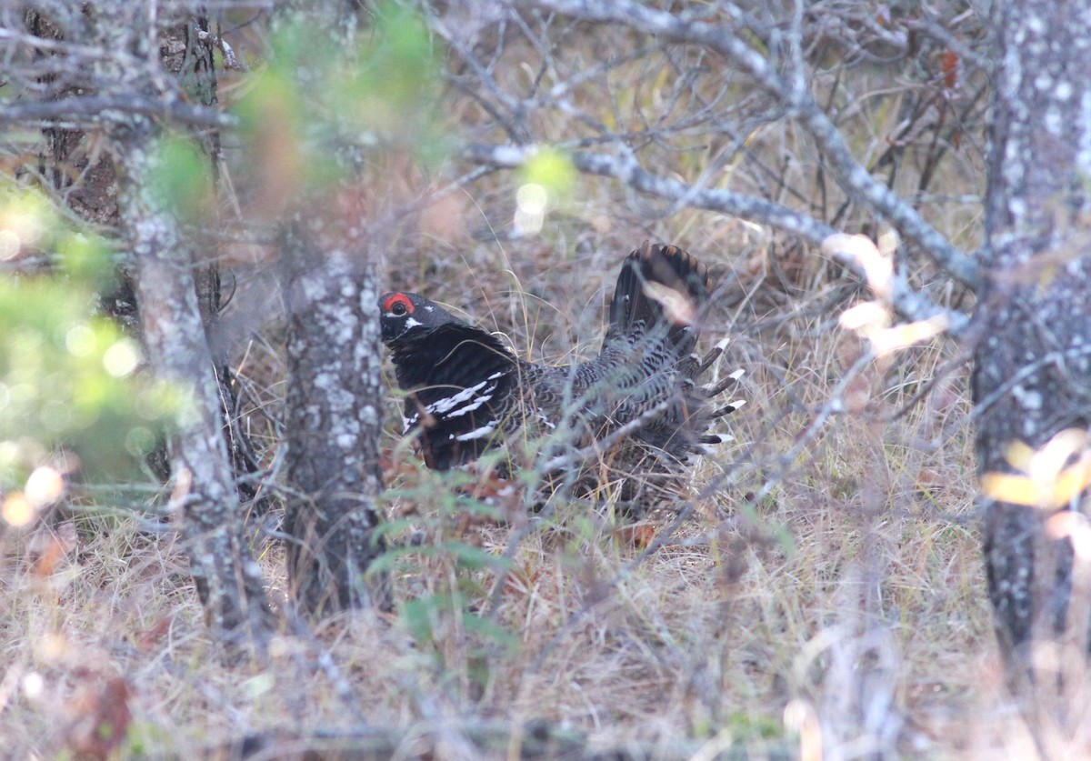 Gallo Canadiense - ML644495446