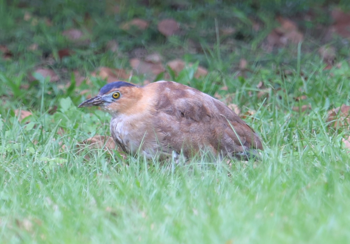 Malayan Night Heron - ML644495451