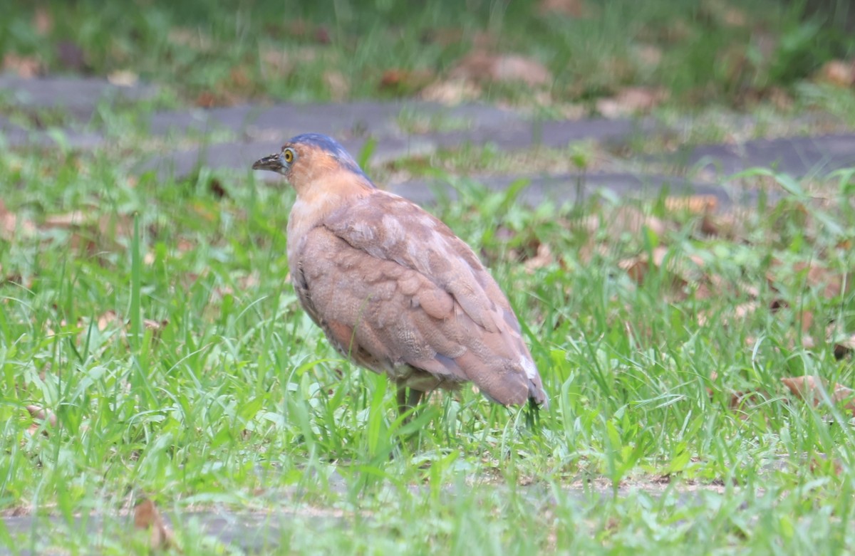 Malayan Night Heron - ML644495452