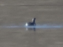 Ухаа/Халтар шунгуур - ML644495453