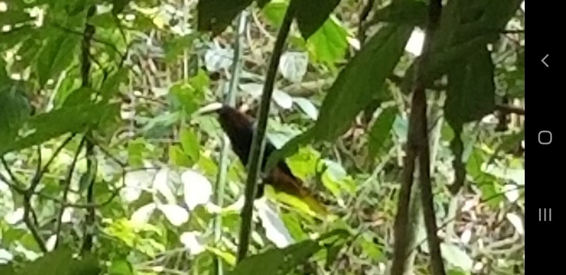 クリガシラオオツリスドリ - ML644495455