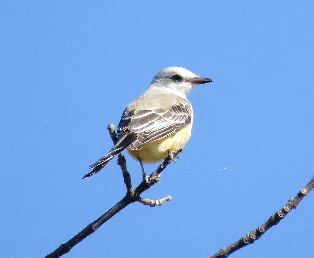 Scissor-tailed Flycatcher - ML644495470