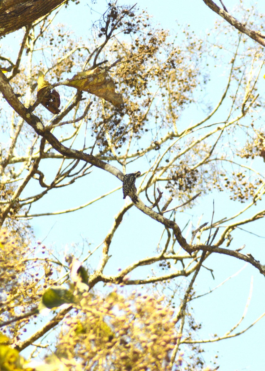 ildkronespett - ML644495471