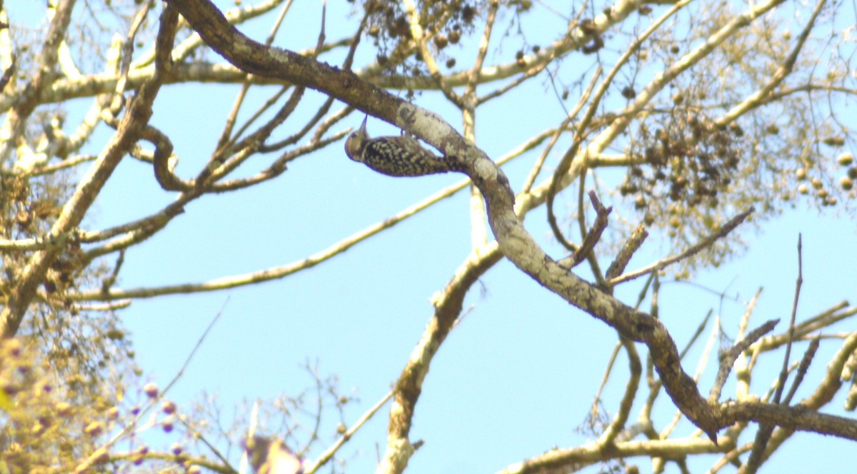 ildkronespett - ML644495473