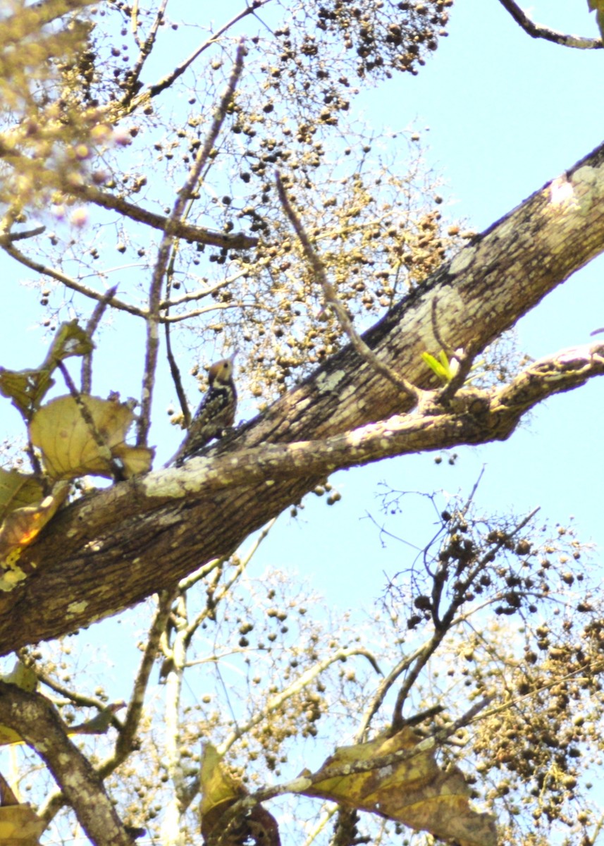 ildkronespett - ML644495475