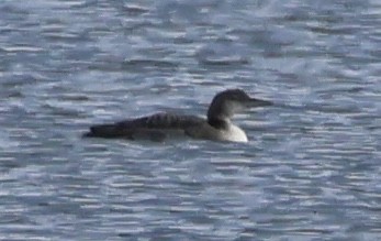 Common Loon - ML644495477