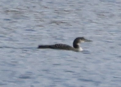 Common Loon - ML644495478
