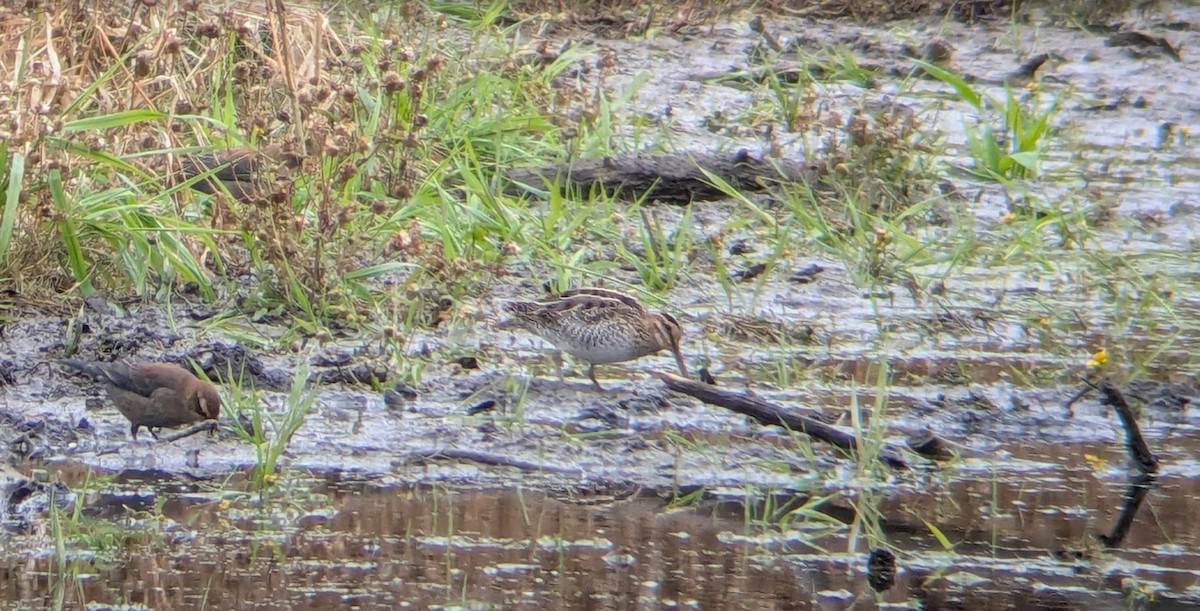 Wilson's Snipe - ML644495486