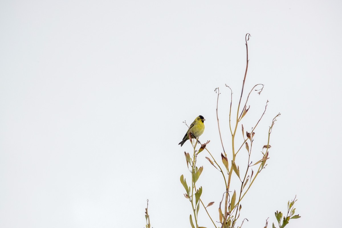 Black-chinned Siskin - ML644495492