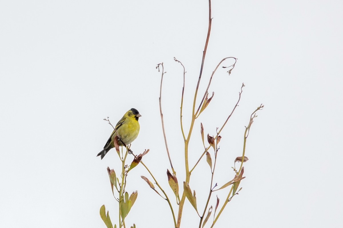 Black-chinned Siskin - ML644495493