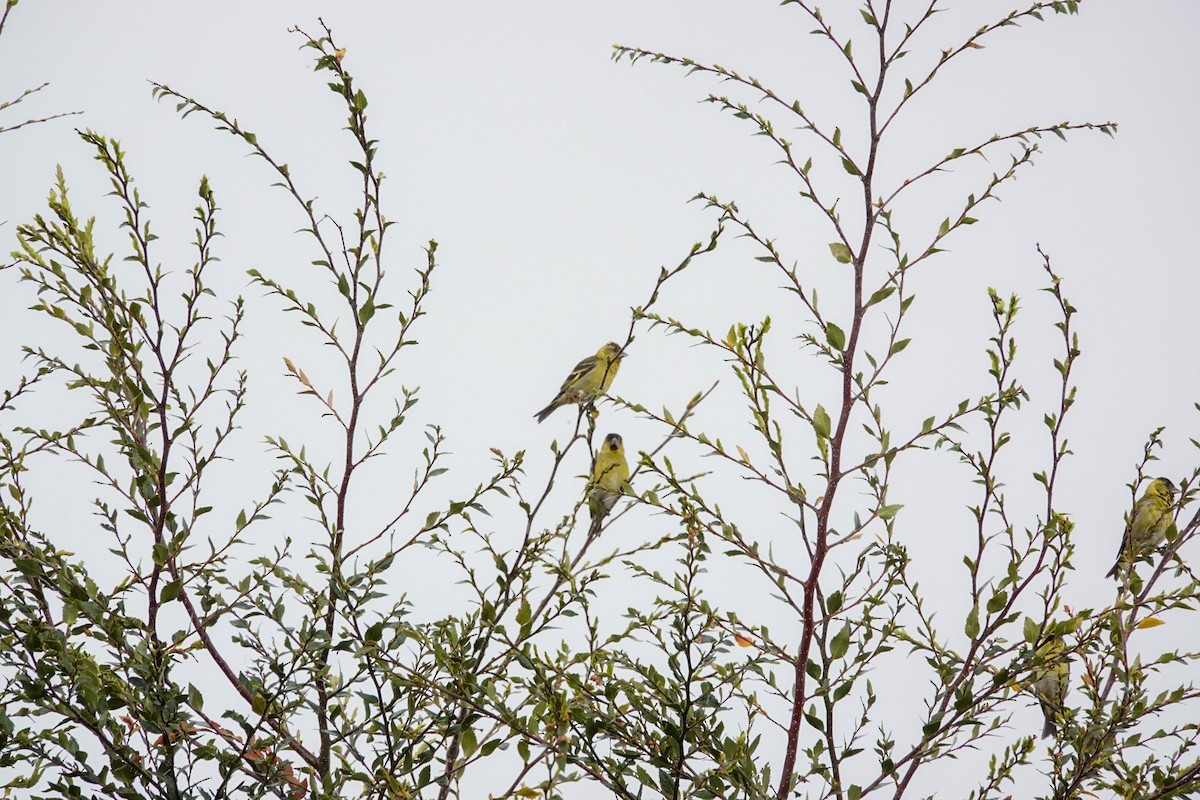 Black-chinned Siskin - ML644495494