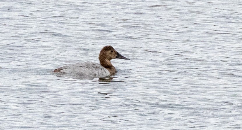 Fuligule à dos blanc - ML644495497