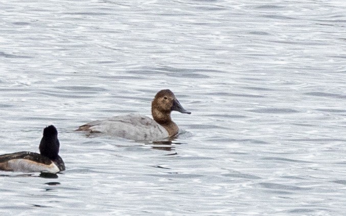 Fuligule à dos blanc - ML644495498