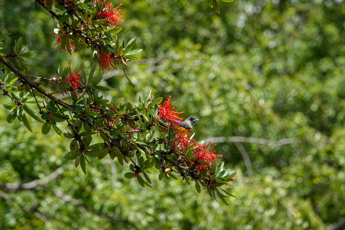 Patagonian Sierra Finch - ML644495504