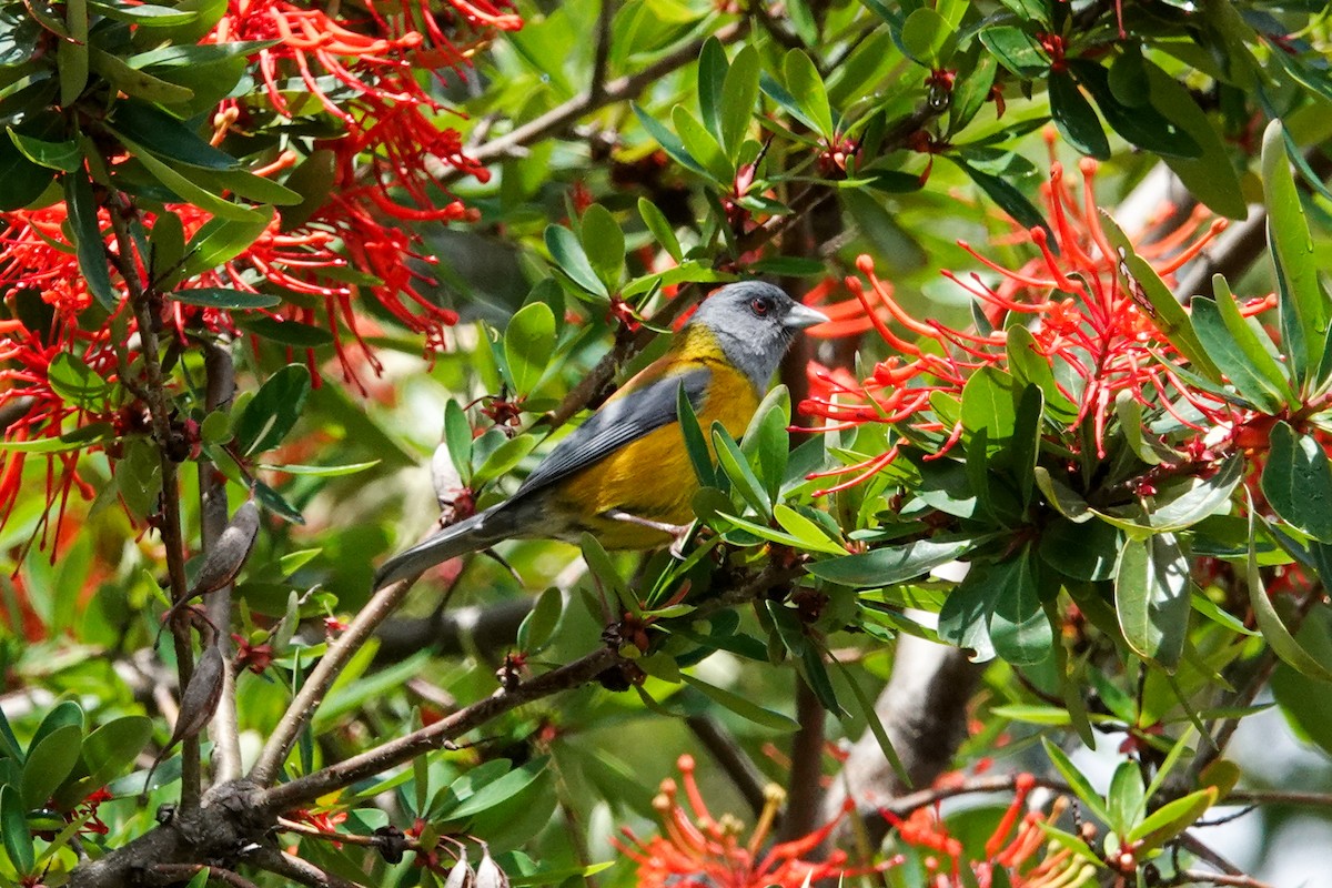 Patagonian Sierra Finch - ML644495505