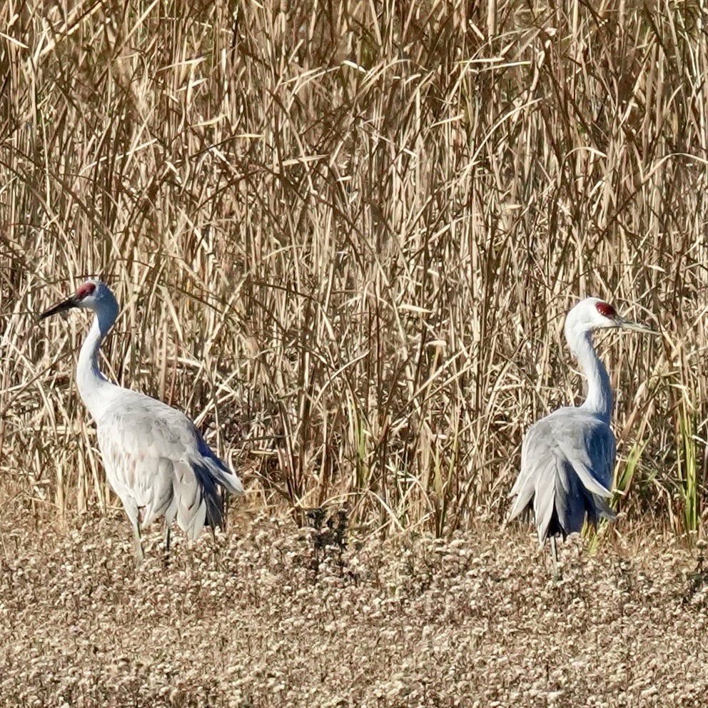 Орог тогоруу - ML644495508