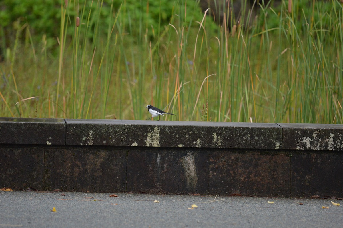 日本鶺鴒 - ML644495512