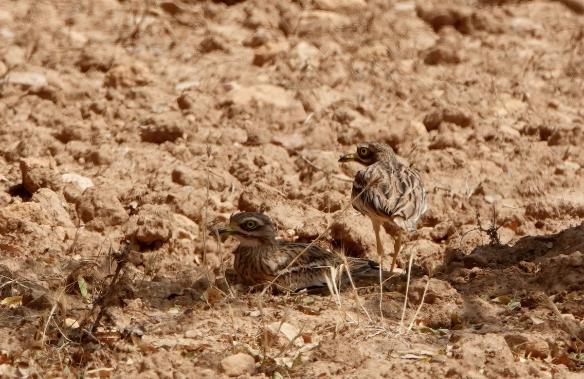 Eurasian Thick-knee - ML644495513