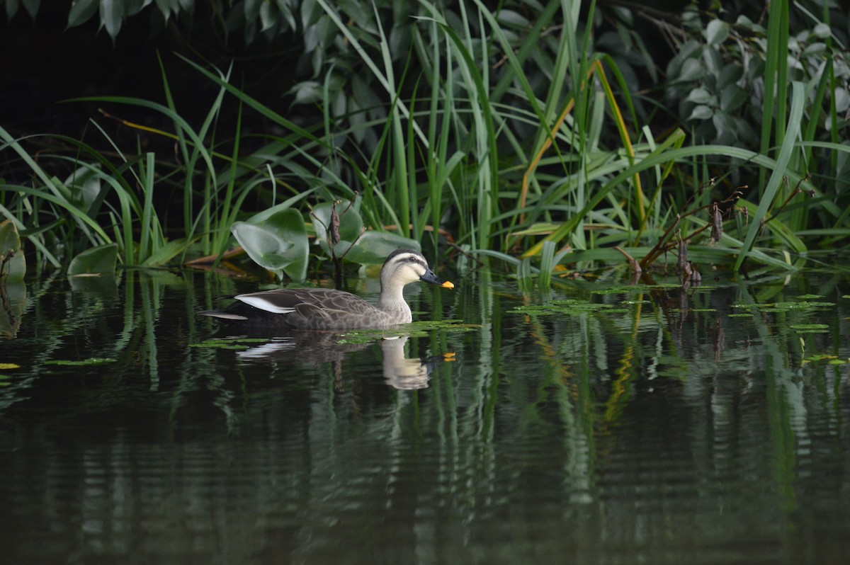 カルガモ - ML644495516