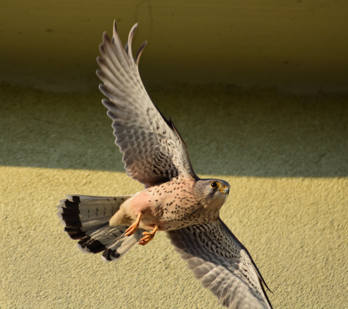 チョウゲンボウ - ML644495517