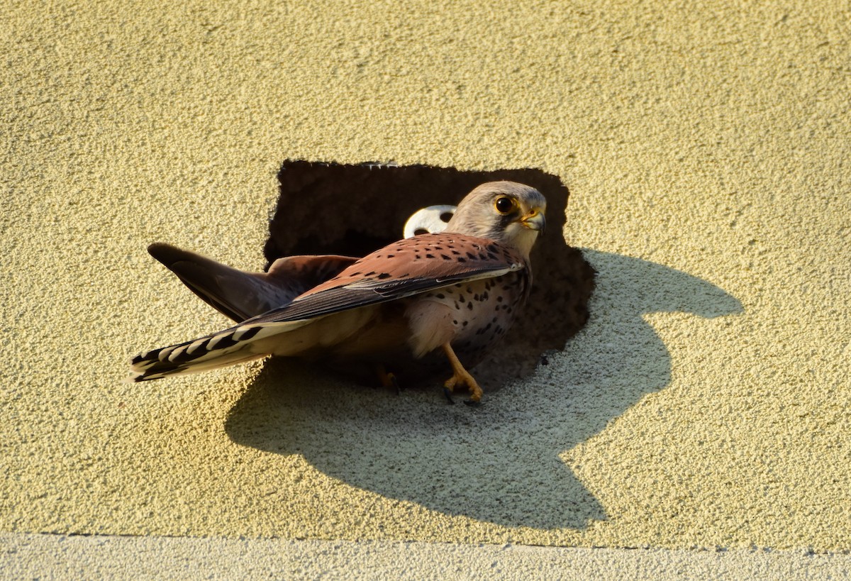 チョウゲンボウ - ML644495518