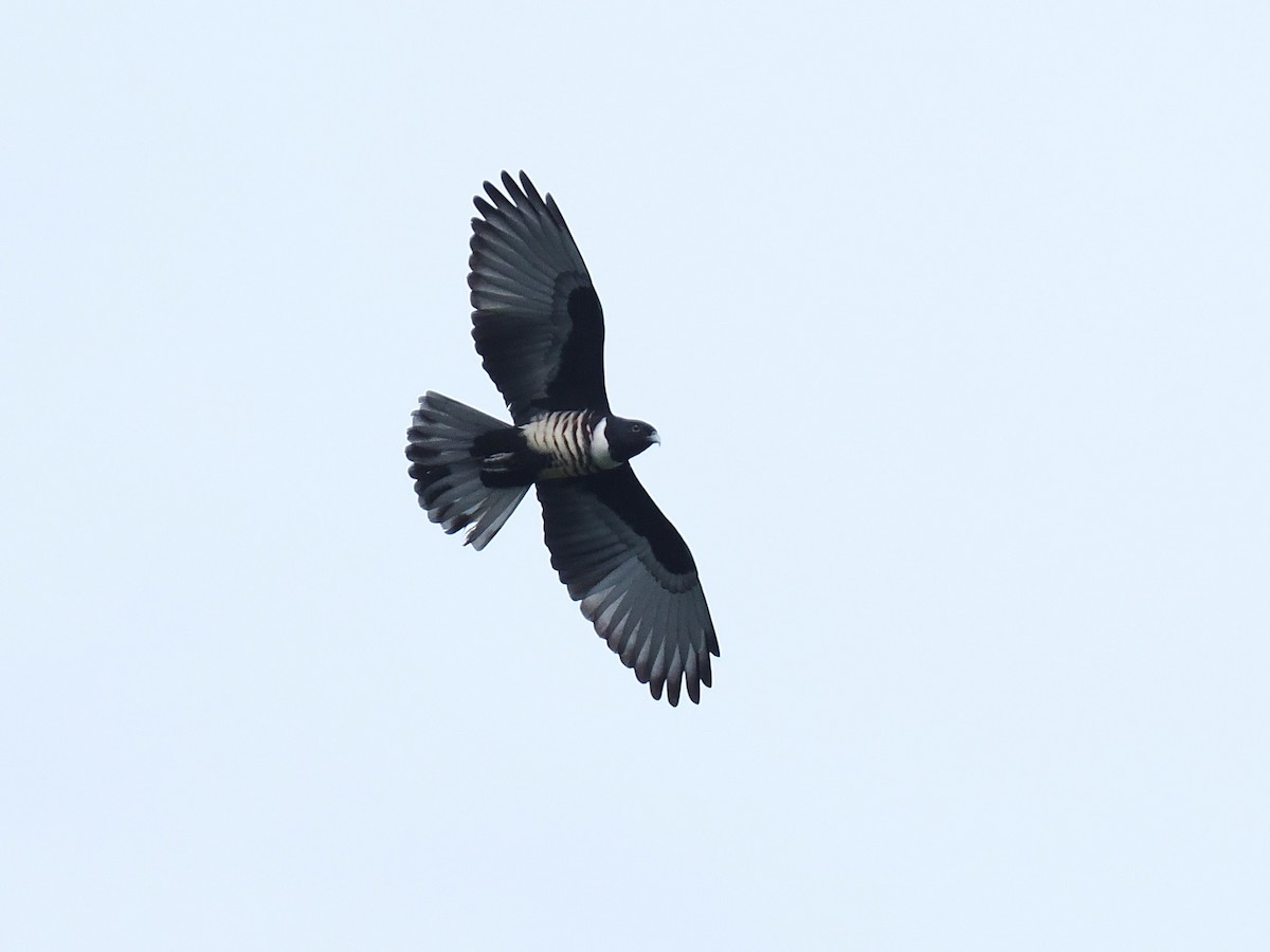 Black Baza - ML644495519