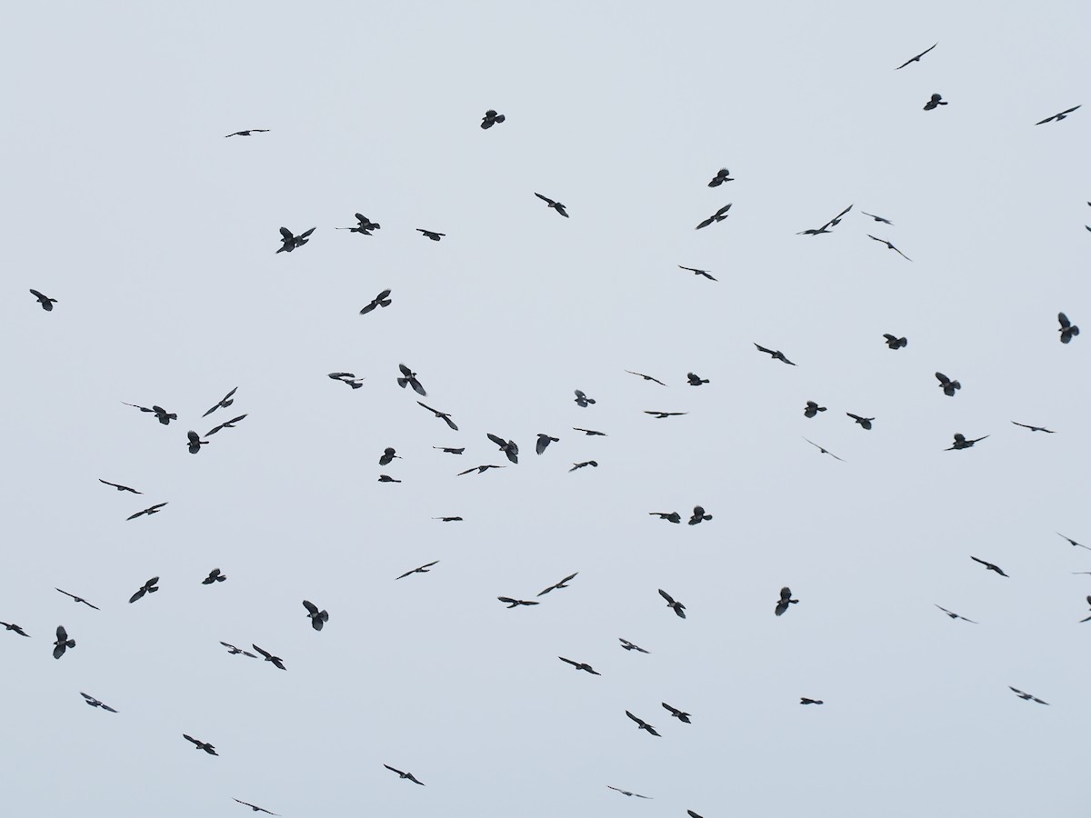 Black Baza - ML644495520