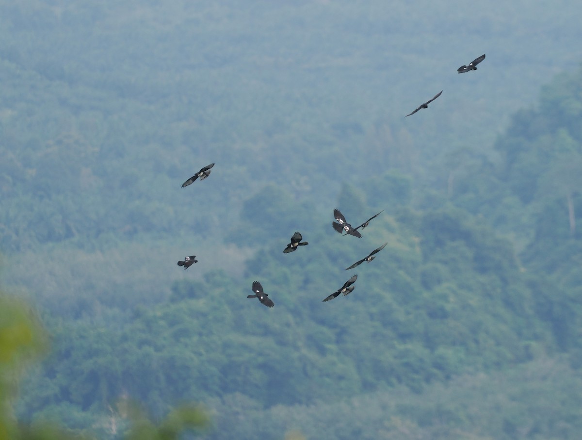 Black Baza - ML644495521