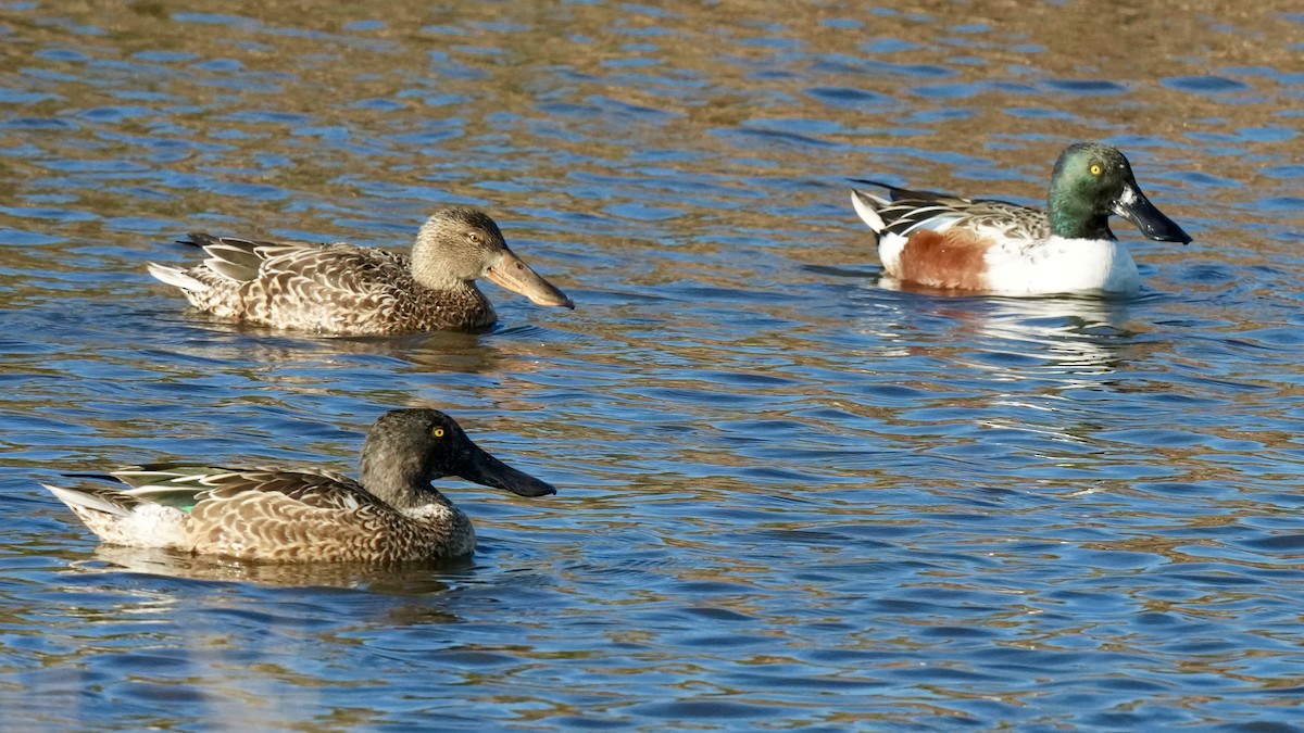 Халбага нугас - ML644495524