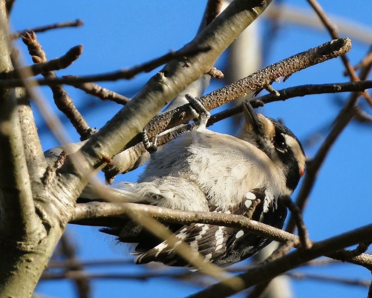 Downy Woodpecker - ML644495526