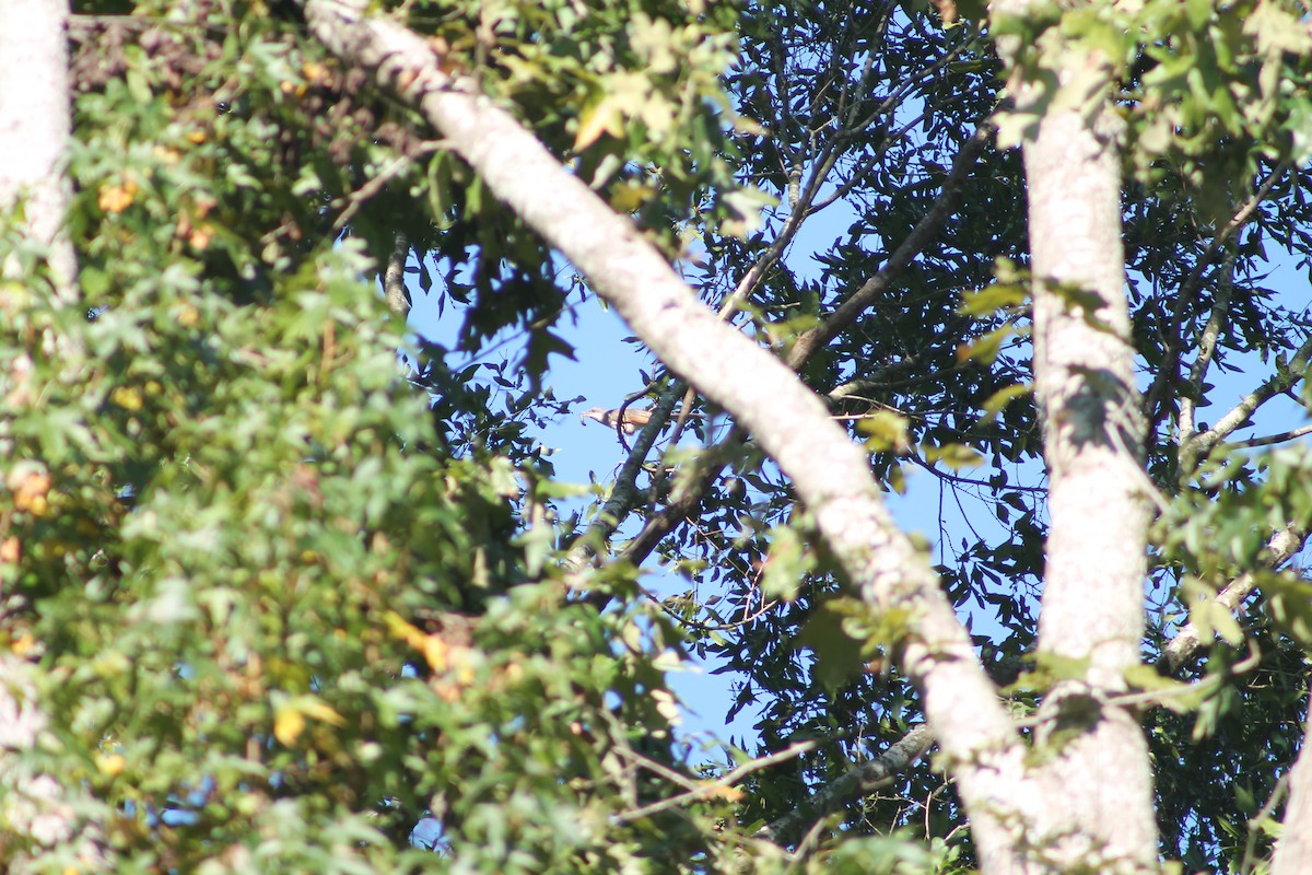 Yellow-billed Cuckoo - ML644495529