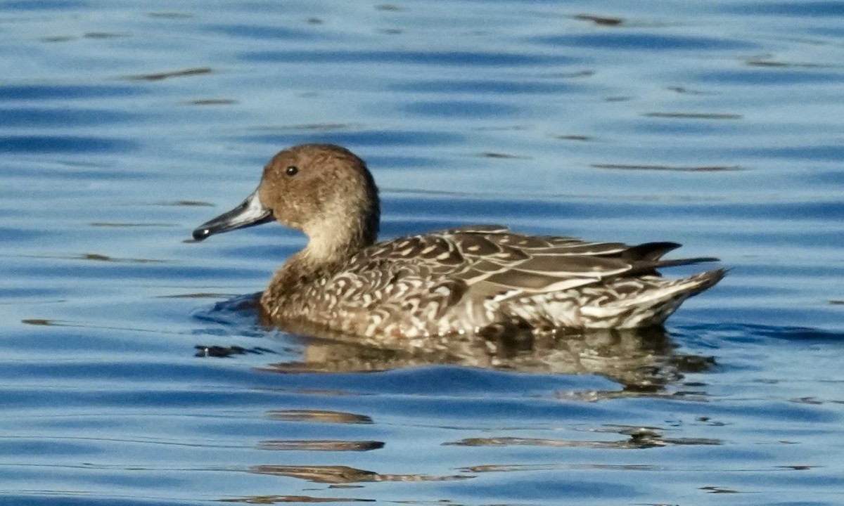 Шовтгор алаг нугас - ML644495541