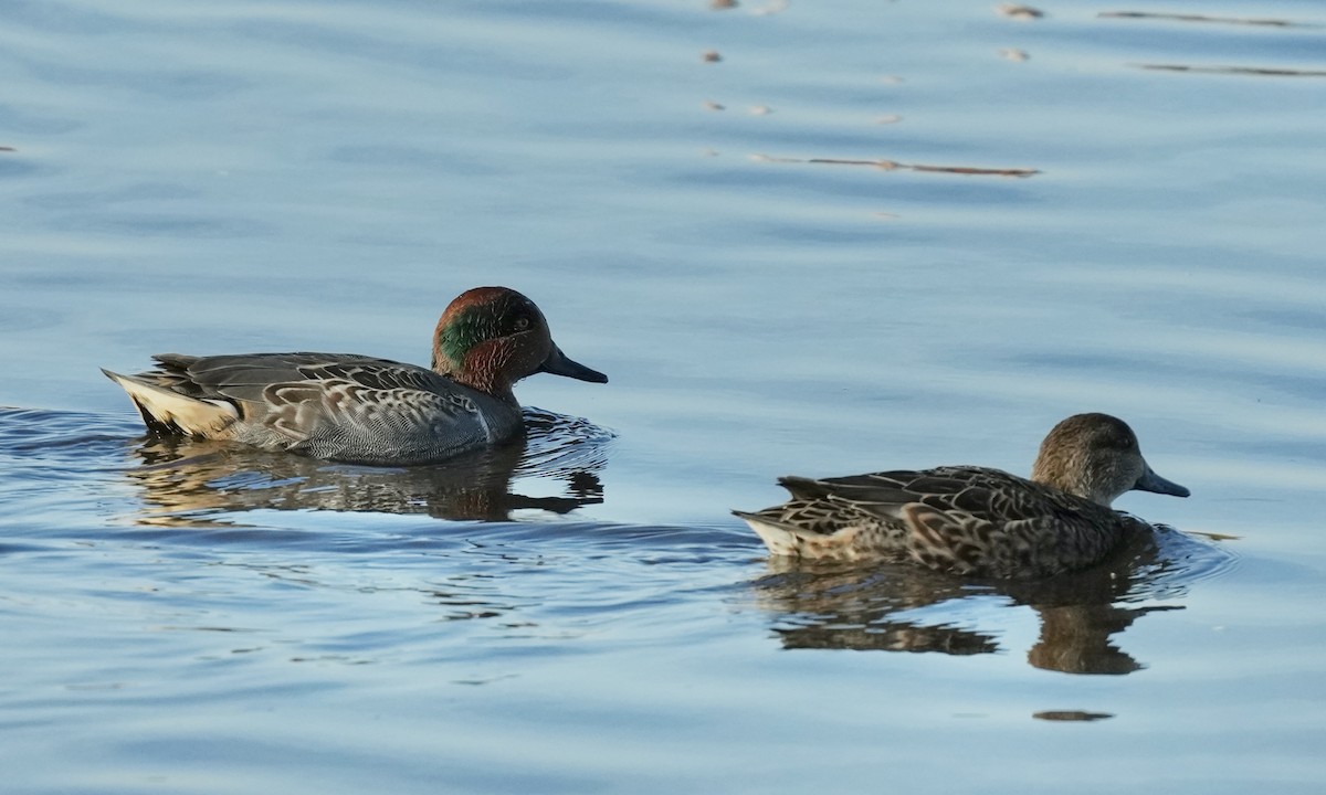 Ногоохон нугас - ML644495547