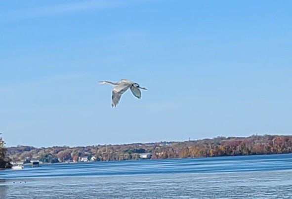 Great Blue Heron - ML644495548