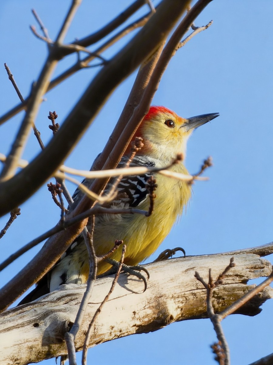 Red-bellied Woodpecker - ML644495549