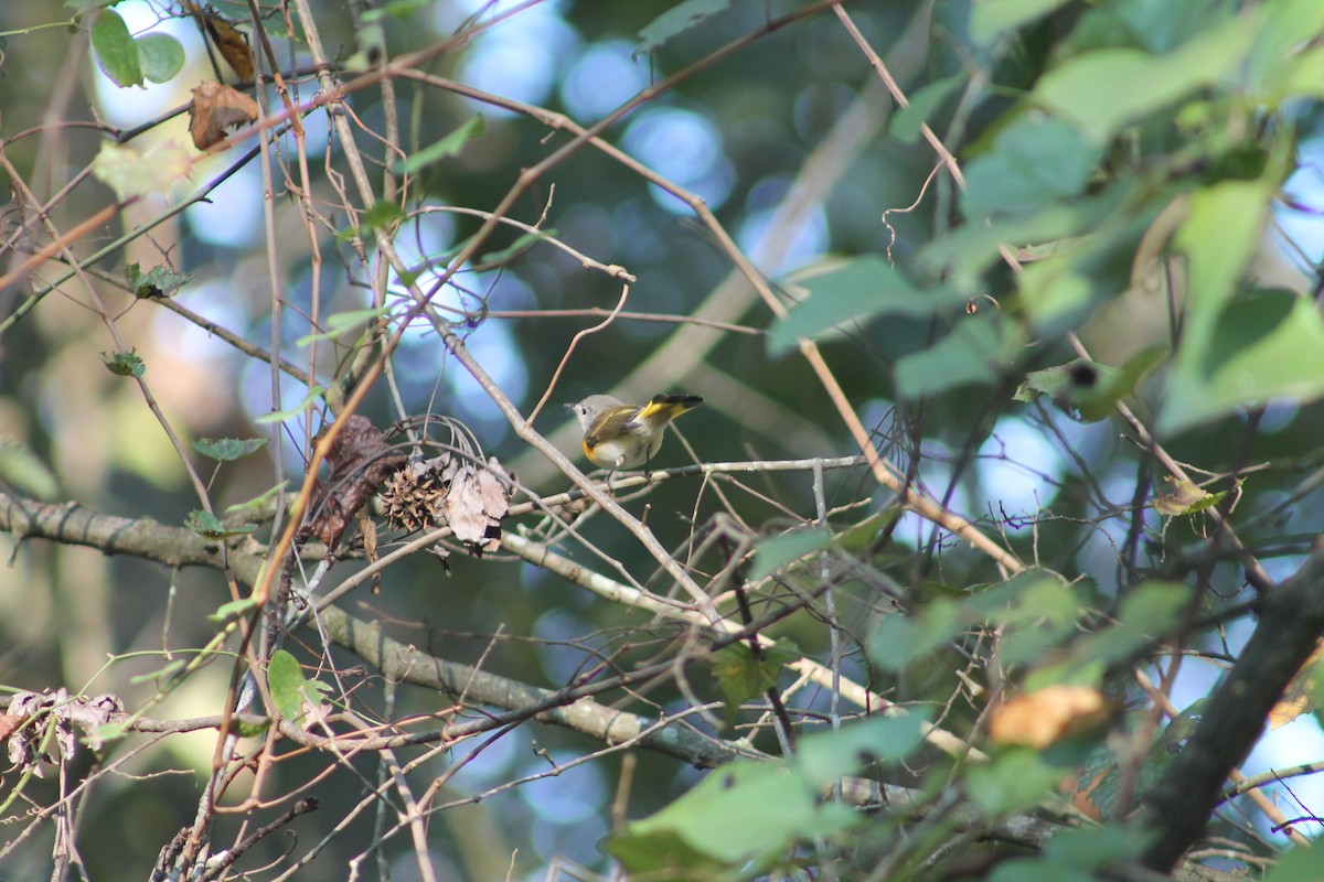 Paruline flamboyante - ML644495551