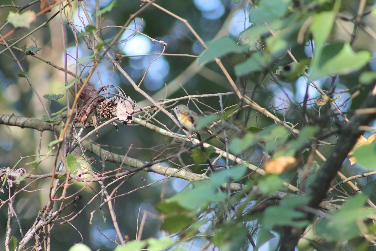 Paruline flamboyante - ML644495552