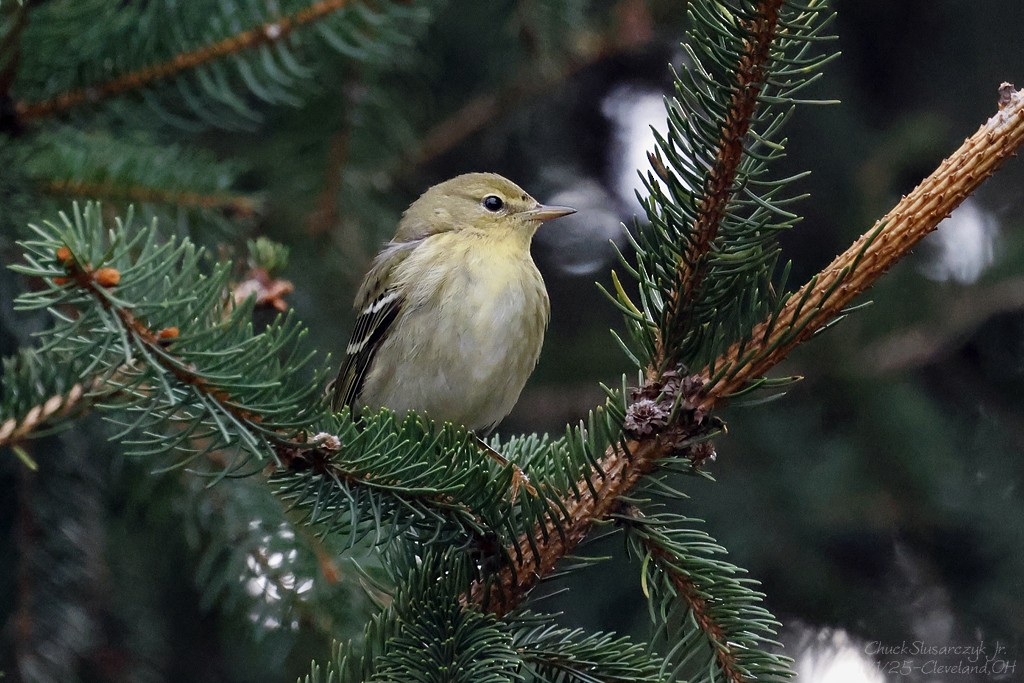 Blackpoll Warbler - ML644495554