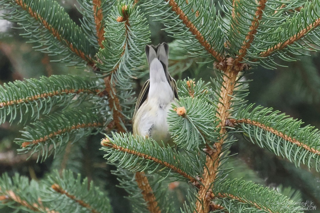 Blackpoll Warbler - ML644495556