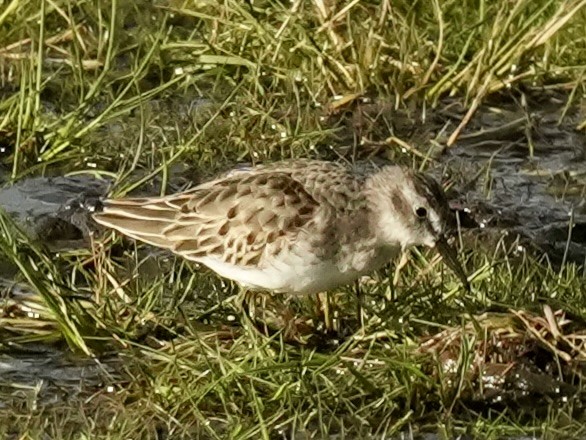 アメリカヒバリシギ - ML644495561